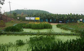 勐捧村、曼種村、景坎村、勐哈村環(huán)境連片整治項(xiàng)目順利竣工驗(yàn)收